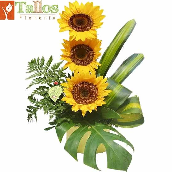 tres girasoles en florero para regalo delivery de flores hoy en Lima